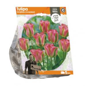 Baltus Tulipa Viridiflora Groenland tulpen bloembollen per 5 stuks